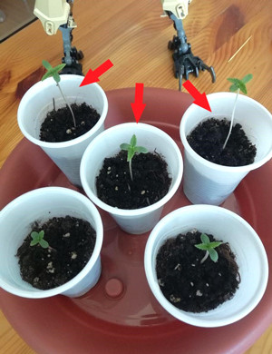 Выращивание рассады в пластиковых стаканах Ростки в пластиковых стаканчиках