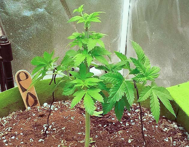 Тренировка куста Pineapple Chunk Тренировка растения Pineapple Chunk