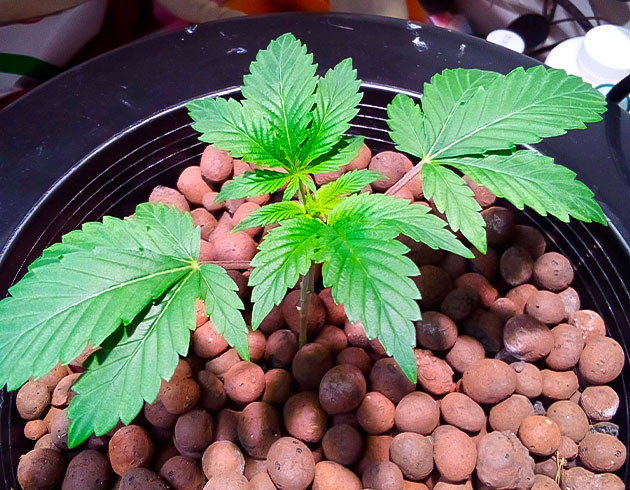 Появление корневой гнили 3 неделя выращивания марихуаны