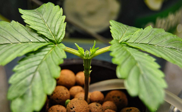 Топпинг на 13 день выращивания Куст после топпинга