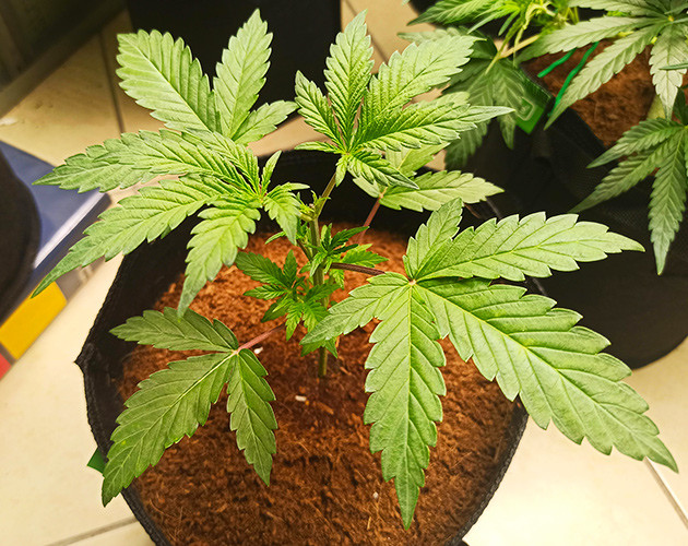 Топпинг конопли Росток с обрезанной верхушкой