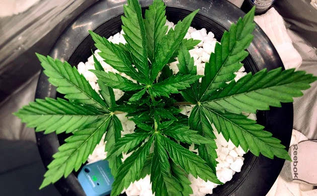 26-й день от семечки Разрастание куста