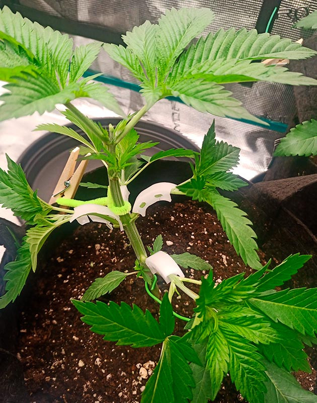 Дефолиация и LST на 5 неделе роста Обрезка листьев и подгиб ветвей куста