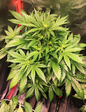 3 неделя выращивания конопли + Speed Auto в гроубоксе Рост каннабиса в гроубоксе