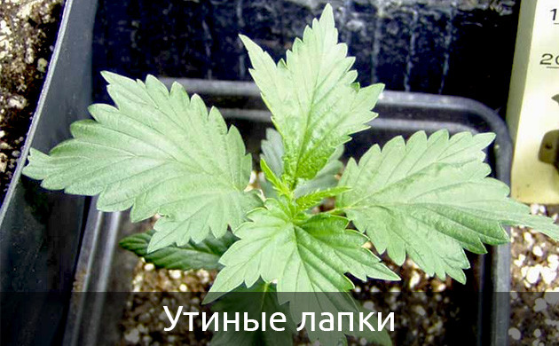 Мутация утиные лапки Листья конопли сросшиеся в местах между пальцами