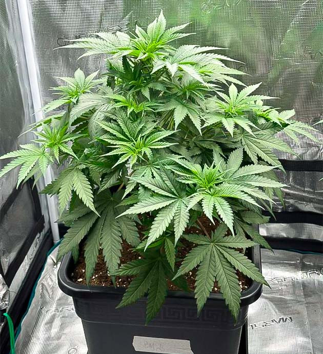 Небольшая дефолиация листьев каннабиса Куст Biscotti Mintz на 5 неделе выращивания