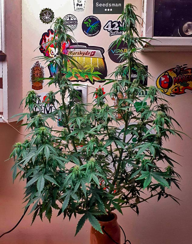 Изменения в составе удобрений Куст Sour Diesel Auto от Herbies Seeds ростом 60 см