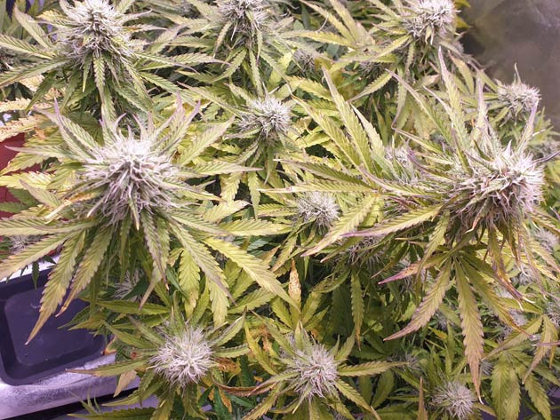 Куст Wedding Cake Auto на цветении Цветение куста Wedding Cake Auto