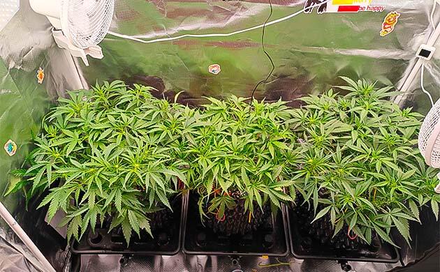 Проведение дефолиации Кусты Gorilla Cookies Auto от FastBuds на 5 неделе