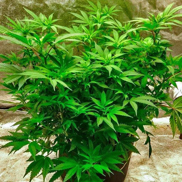 Старт цветения марихуаны Крупные кусты каннабиса на первой неделе режима 12/12 без видимых пестиков