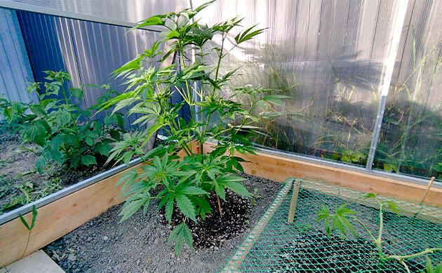 Полив чистой водой и наблюдение за здоровым ростом каннабиса Листья каннабиса после полива