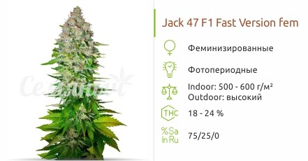 Сорт конопли Jack 47 F1 Fast Version Jack 47 F1 Fast Version fem