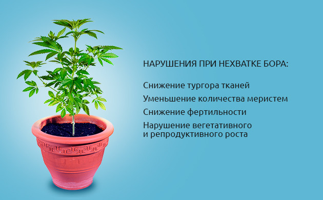Последствия нехватки бора у марихуаны Последствия недостатка бора у конопли