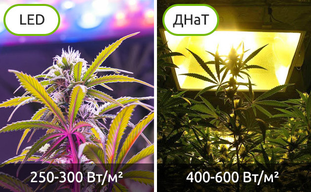 Выбор лампы для конопли LED и ДНаТ лампы