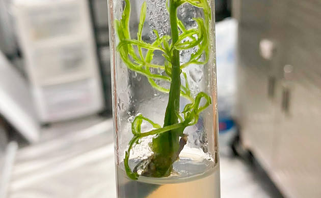 Что нужно для создания собственных гибридов Наука создания гибридов