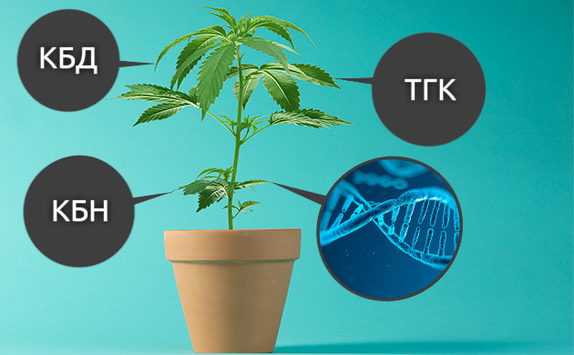Каннабиноиды конопли Содержание ТГК, КБД и КБН в конопле