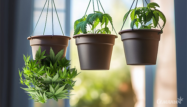 Перевернутая посадка: необычная стратегия Выращивание каннабиса вверх ногами