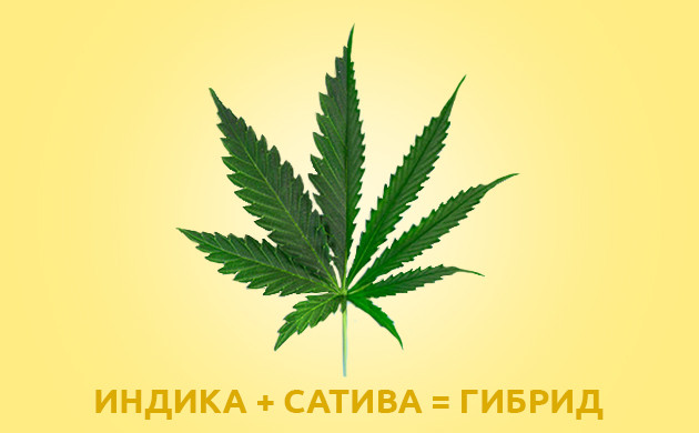 Самостоятельное выведение гибридов конопли Гибрид индики и сативы