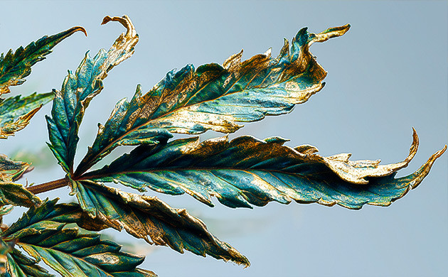 Скручивание листьев каннабиса — защитная реакция Скручивание и сухость листьев