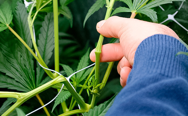 Высокострессовая тренировка суперкроппинг Тренировка суперкроппинг для конопли