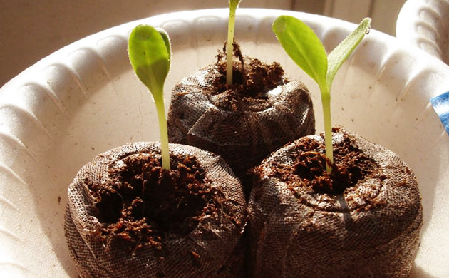 Проращивание в торфяных таблетках Торфяные таблетки с семенами в минипарнике