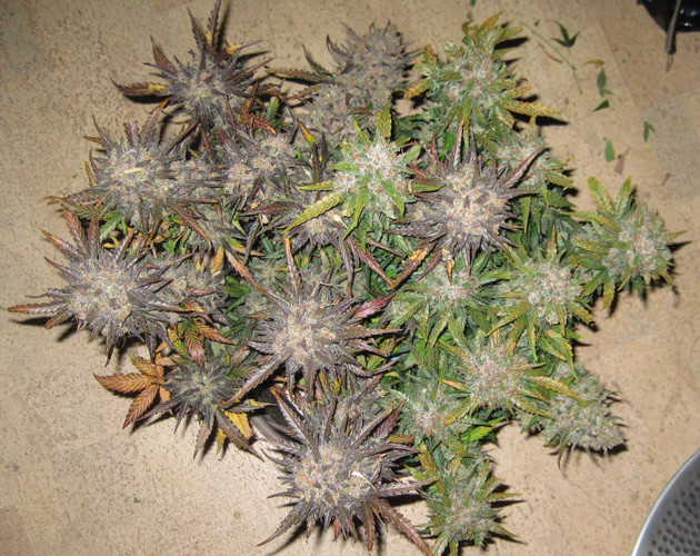 Марихуана перед харвестом Харвест марихуаны