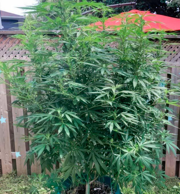 Куст Jack Herer от Seedkeepers на 14 неделе