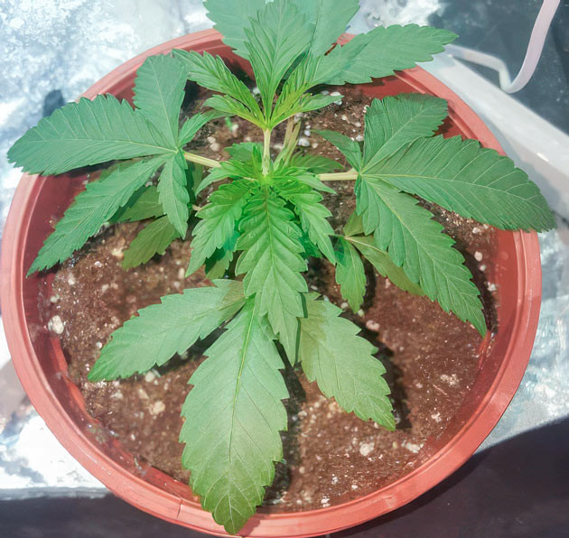 Топпинг марихуаны Конопля на 3 неделе выращивания