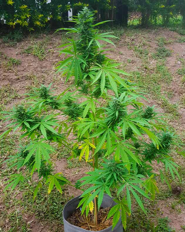 Время сбора урожая на 11 неделе Куст конопли с пожелтевшими листьями