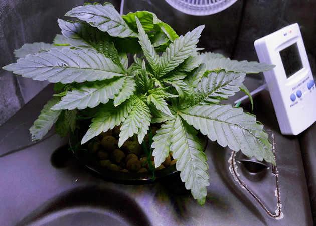 Появился запах марихуаны Появился запах конопли