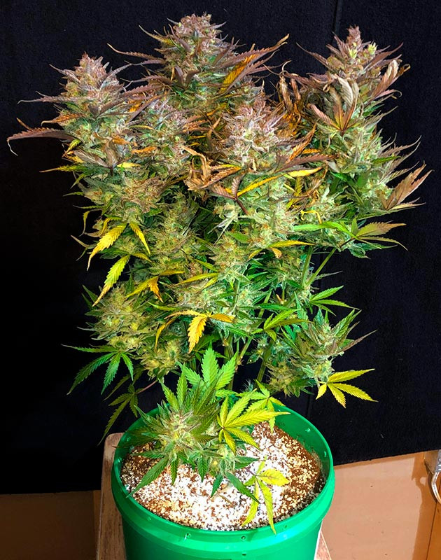 Харвест куста конопли Куст Original Blueberry Auto перед харвестом