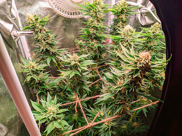 Подготовка к харвесту конопли Sensi Star подготовка к харвесту Sensi Star
