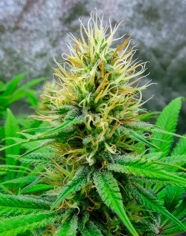 Финальный набор массы и уплотнение трихом Плотные смолистые соцветия каннабиса за 2–3 недели до харвеста