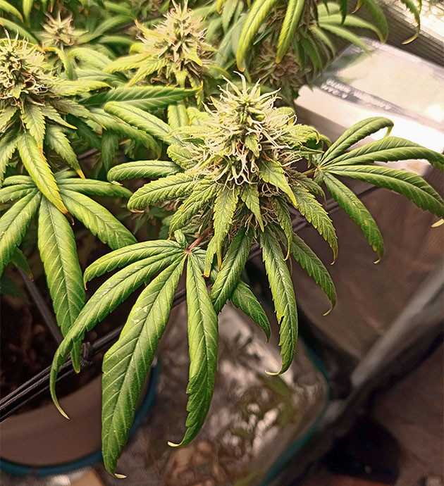 Стресс и регулировка удобрений Bruce Banner #3 Снижение концентрации удобрений у Bruce Banner #3