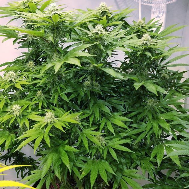 Появление запаха марихуаны на 14 неделе выращивания Соцветия Amherst Sour Diesel на 14 неделе