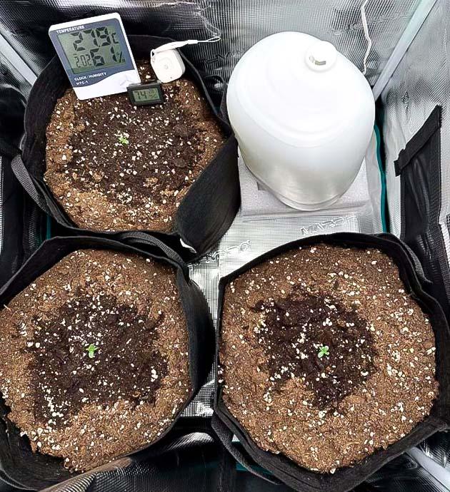 Проращивание конопли Сажены сорта Strawberry Cheesecake Auto