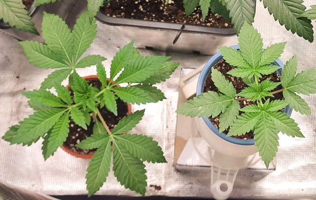 Задержка с пересадкой растений Проблемы с пересадкой Poddy Mouth