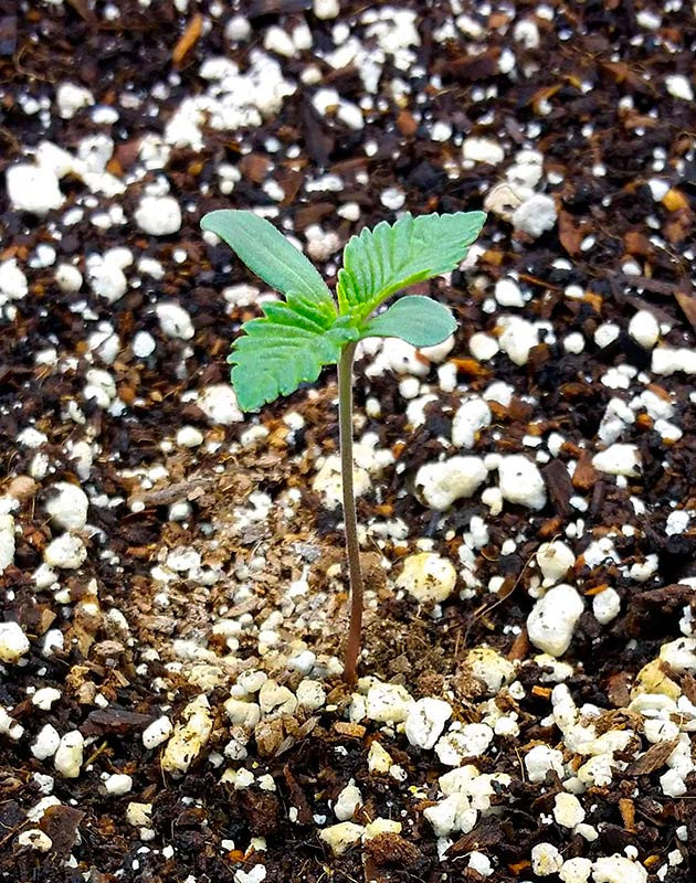 Пересадка проросшего семени Росток Gorilla Glue #4