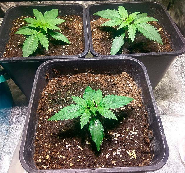 Гроурепорт сорта Zkittlez Auto Zkittlez Auto дневник по выращиванию