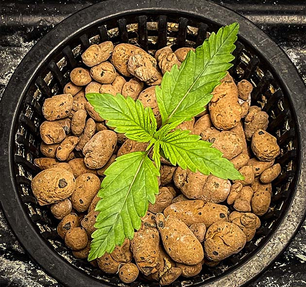 Два этажа листьев в конце первой недели Формирование третьей пары полноценных листьев