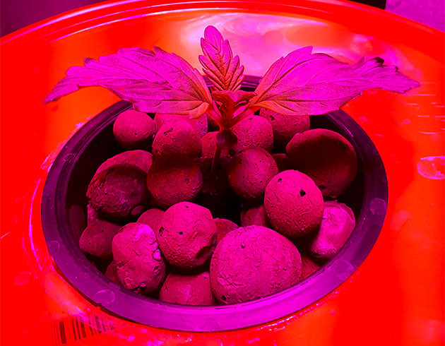 Корневая система vs листья: что важнее? Саженец Northern Lights: первые трудности