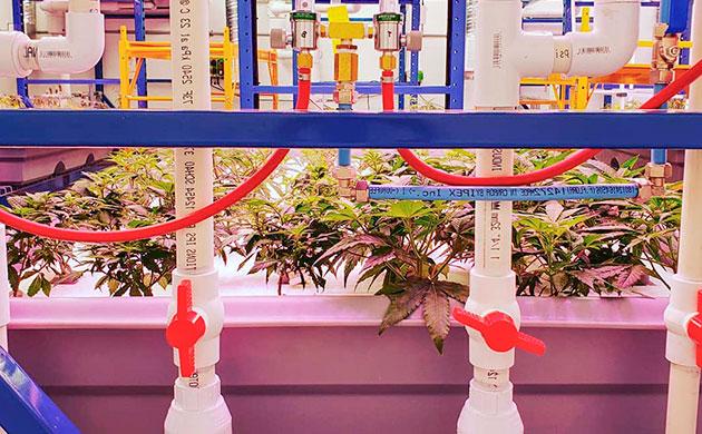 Как решить проблему нехватки калия и фосфора Особенности выращивания каннабиса на аквапонике