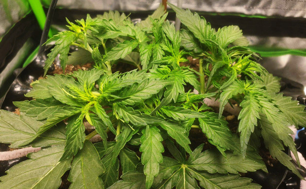 Новые отростки на центральной коле