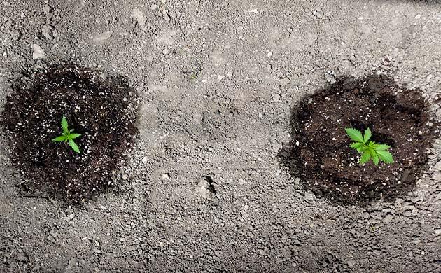 Оптимальные условия для конопли: тепло, солнце и достаточная влага Два растения конопли в грунте на открытом солнце