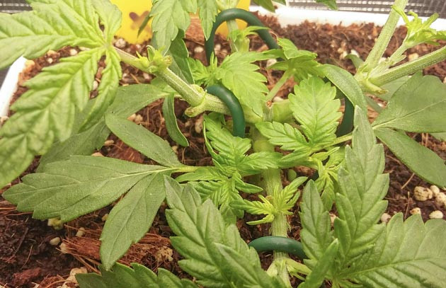 Продолжение использование техник топпинг и мейн - лининг Куст конопли Critical XXL Auto после топпинга и мейн - лининга