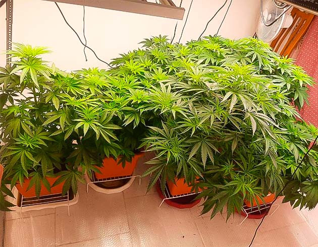 Небольшая дефолиация Кусты Persian Pie от GHS ростом 75 см