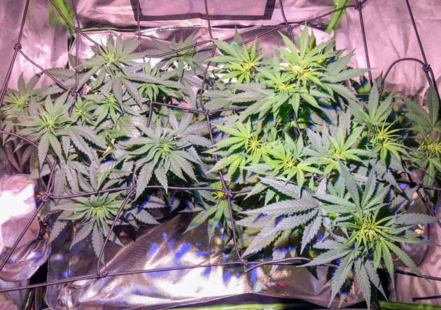 Конец стадии вегетации марихуаны 6 неделя выращивания каннабиса