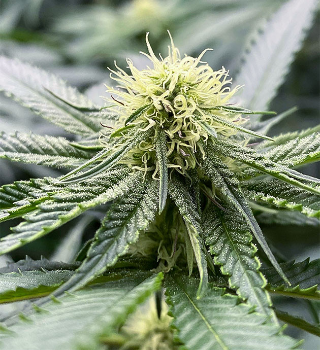 Стимуляция цветения King's Juice Стимуляция цветения сорта King's Juice