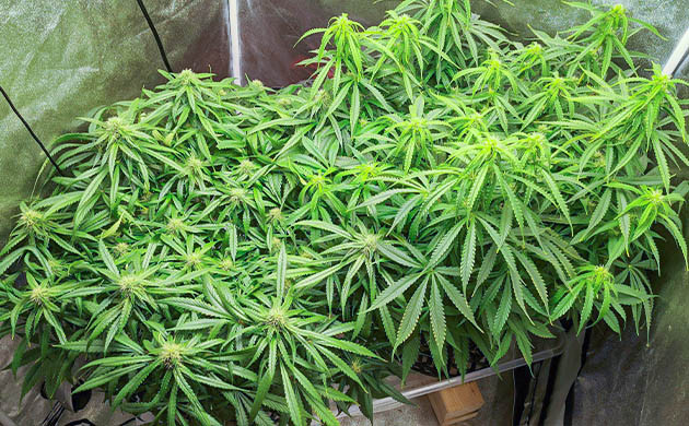 Скачок роста у первого куста конопли Два растения каннабиса разного роста