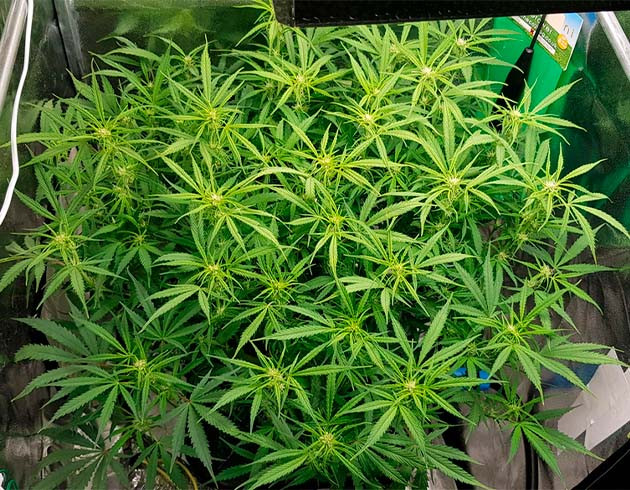 Цветение конопли на 7 неделе выращивания Формирование соцветий на макушке куста